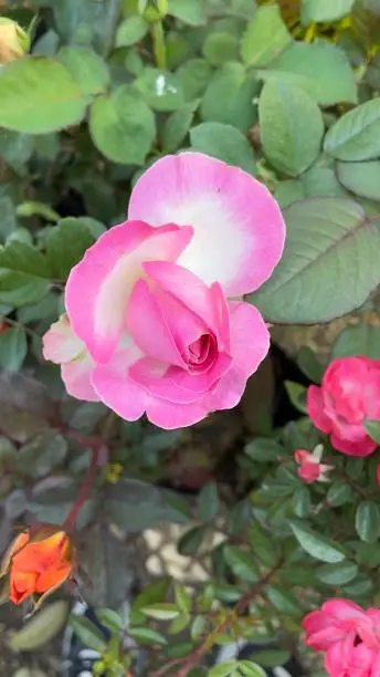 A picture of a closeup of a pink-white flower