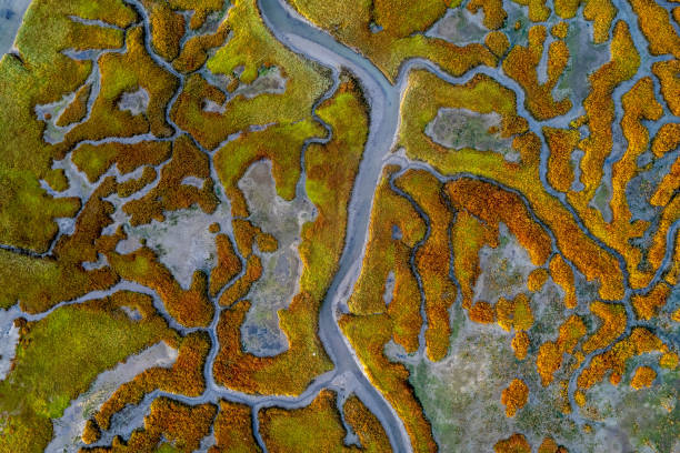 Marin County Waterways Aerial view looking straight down at the waterways and marshland in Marin County California estuary stock pictures, royalty-free photos & images