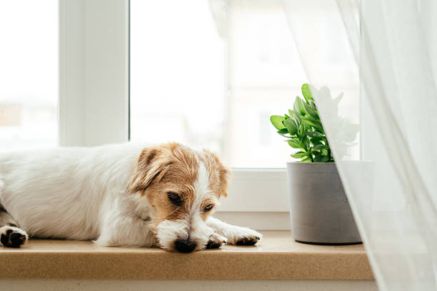 istock Purebred Jack Russell Terrier. 1367742451
