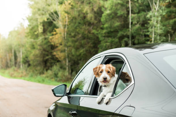 Jack Russell Terrier travel by car.