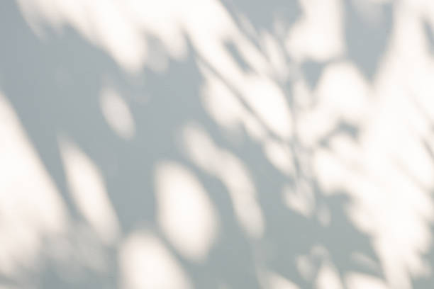 istock Abstract natural tree leaves shadow on white wall background 1367742488