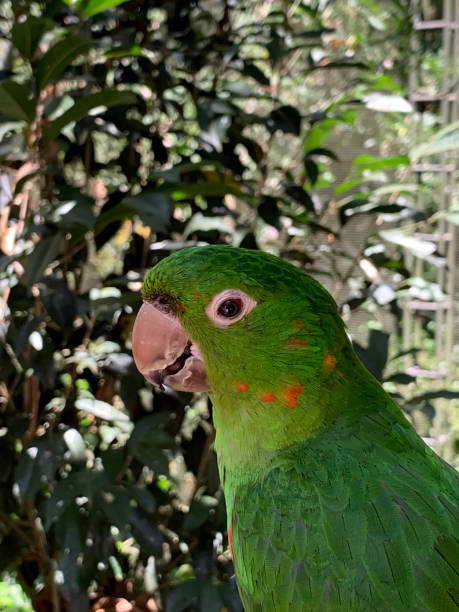 istock Green parakeet with blurred background in the forest. 1367742696