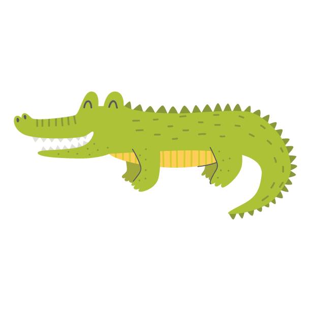 süßer alligator auf weißem hintergrund. vektor kindische illustration. - alligator stock-grafiken, -clipart, -cartoons und -symbole