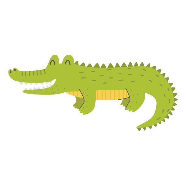 illustrations, cliparts, dessins animés et icônes de mignon alligator sur fond blanc. illustration vectorielle enfantine. - alligator