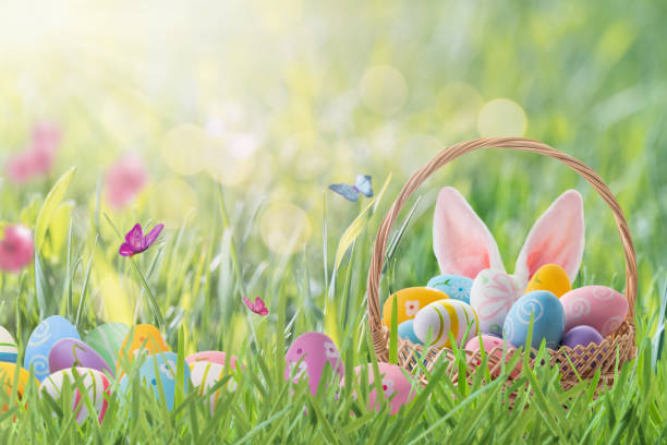 Happy Easter greeting card with Easter basket. Happy Easter greeting card. Easter eggs painted in pastel colors in basket and Easter bunny ears behind a basket on a green meadow on sunny day. Easter egg hunt concept. easter stock pictures, royalty-free photos & images