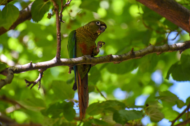 maroon-bellied parakeet (Pyrrhura frontalis) feeding in a morus tree, or mulberry, in the wild in Buenos Aires city