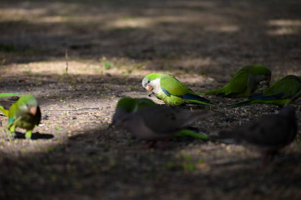 group of monk parakeet (myiopsitta monachus), or quaker parrot, feeding on the ground in a public park in Buenos Aires