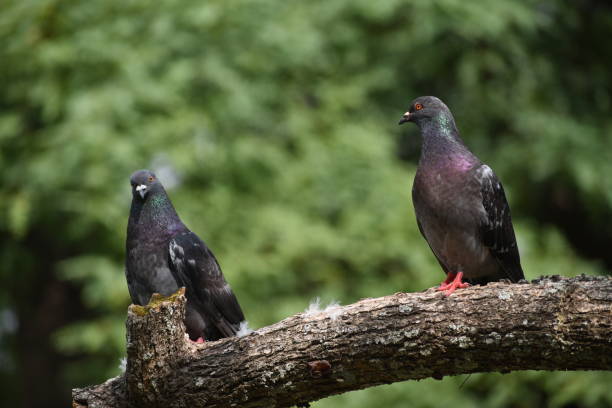 istock portrait of rock dove (Columba livia) 1367747559