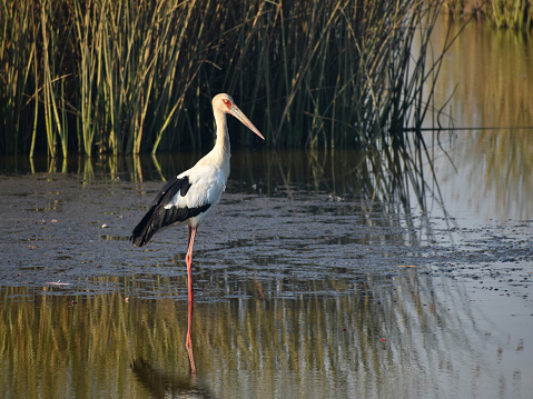 maguari stork (Ciconia maguari) in a lake near Navarro, Argentina