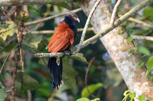 View of Greater Coucal bird perched on a tree branch