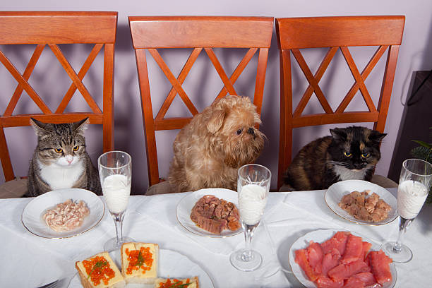 Two cats and a dog sit down at a banquet table