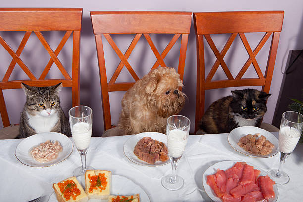 كلاب وقطط يتناولون الطعام كالبشر في مقهى مخصص للحيوانات الأليفة | istock