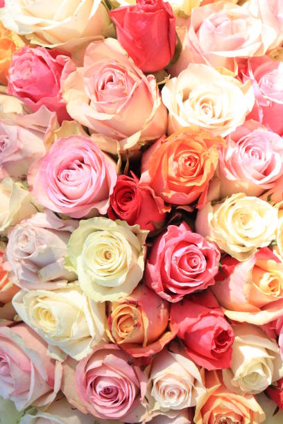 istock Pastel rose wedding flowers 1367749847