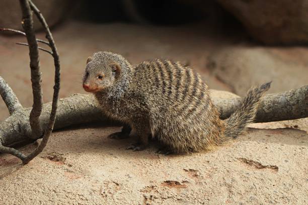 Banded Mongoose Mongoose Animal Outdoors Stock Photos, Pictures &  Royalty-Free Images - iStock