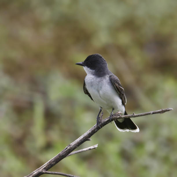 istock Eastern Kingbird (tyrannus tyrannus) perched on the end of a stick 1367755207