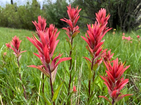 Red Indian Paintbrush in a field.