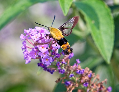Moth gathering pollen from a butterfly bush. The moth looks like a cross between a bumble bee and humming bird, is called be many names Snowberry clearwing moth, hummingbird clearwing moth, Hemaris thysbe and others.
