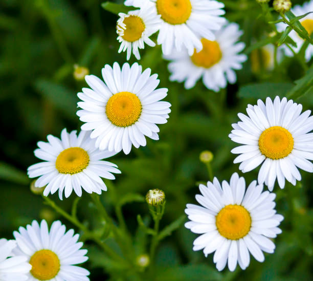 istock blooming daisy in a green field. summer chamomile field 1367757742