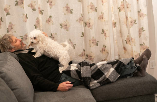 istock Small dog seeks attention from her owner 1367757756