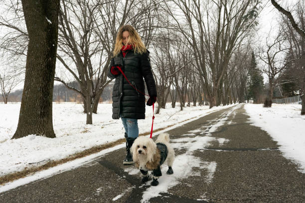 istock Blond female walking a dog in winter 1367757778