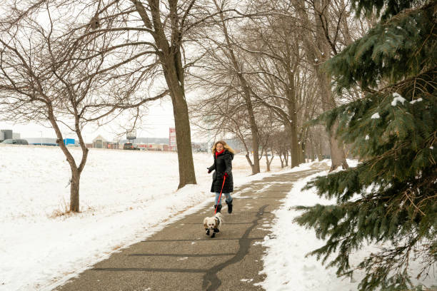 istock Maltipoo dog wearing a winter coat and booties pulls a blond female 1367757780