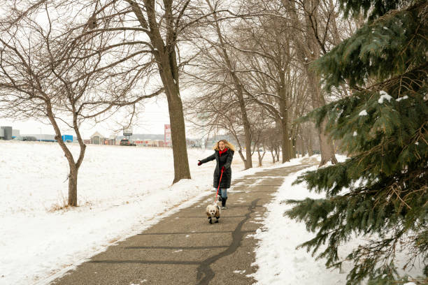 istock Maltipoo wearing a winter coat and booties pulls her laughing owner 1367757790