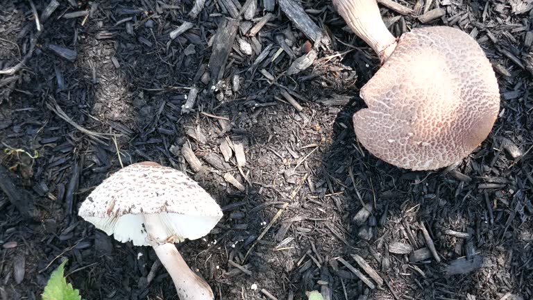 Large toadstool fungi laying on ground