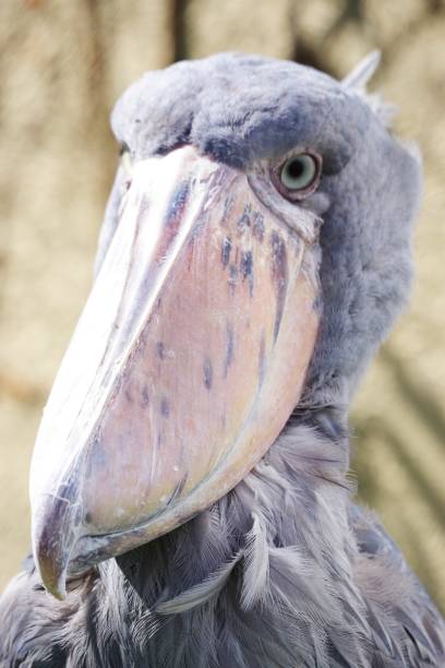istock Gaze of shoebill with strong eyesight 1367760152