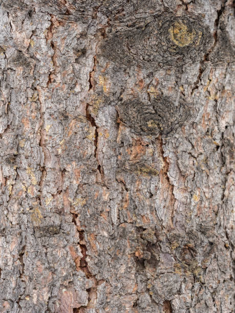 istock Bark texture and background of a old fir tree trunk. Detailed bark texture. 1367767698