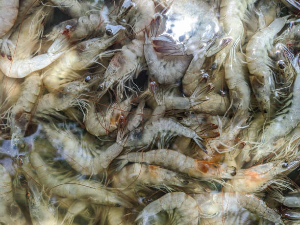 istock Lots of prawns 1367769573