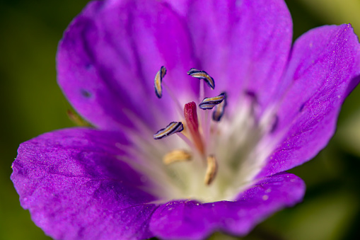 Close up of a purple crocus