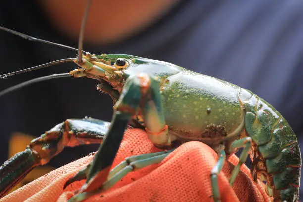 Photo of close-up of crab on crab