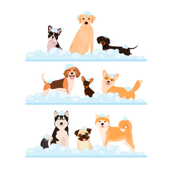 illustrations, cliparts, dessins animés et icônes de un ensemble de chiens en mousse - grooming