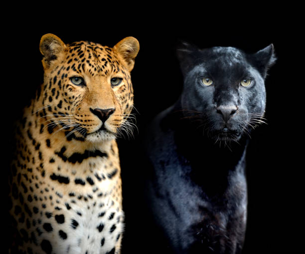 istock Close portrait two leopards on black background 1367774933