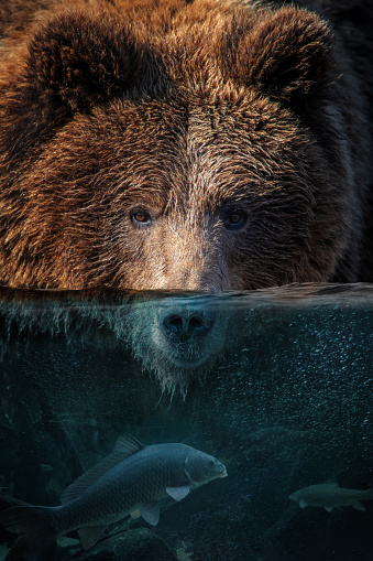 Portrait bear half in the water. Underwater world with fish and bubbles. Surreal concept art