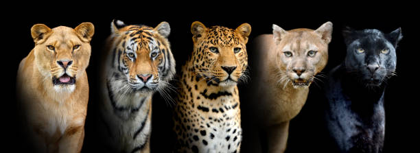 istock Close portrait big wild cats (lion, tiger, leopard, puma) 1367774940