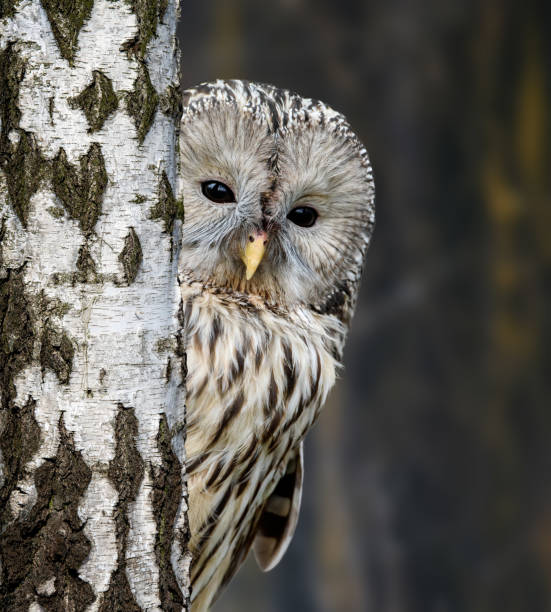 istock Ural Owl in autumn forest looks out from behind the tree 1367774941