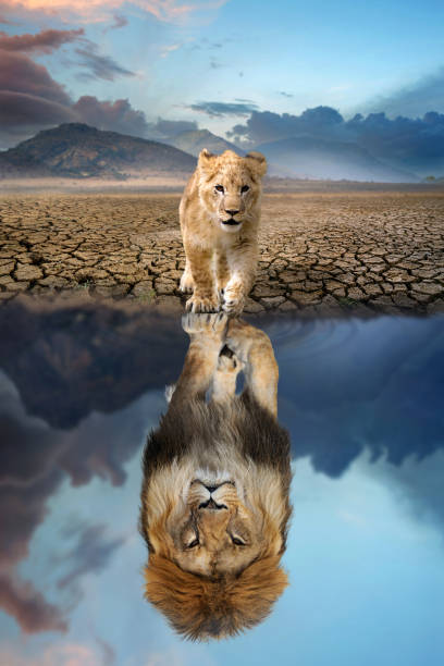 löwenjunges, das das spiegelbild eines erwachsenen löwen im wasser betrachtet - raubtier fotos stock-fotos und bilder