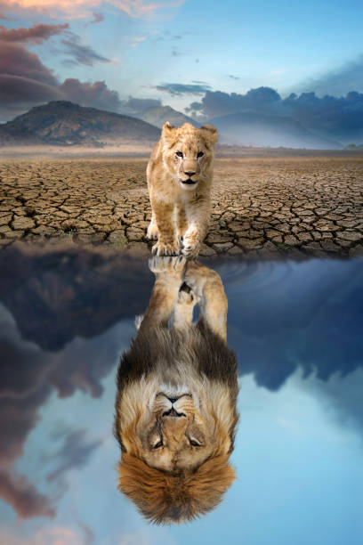 lion cub looking the reflection of an adult lion in the water - undomesticated cat fotos imagens e fotografias de stock