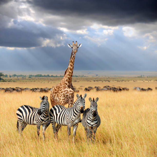 istock Zebra and giraffe on grassland in Afric 1367774943