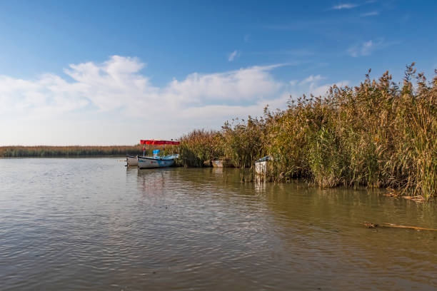 istock lake view and reeds in autumn season. 1367775682
