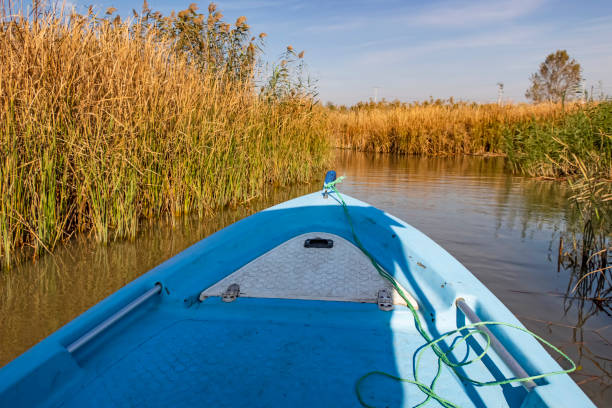 istock lake view and reeds in autumn season. 1367775696