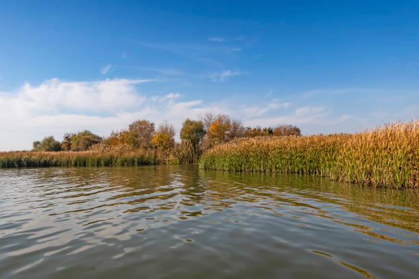 istock lake view and reeds in autumn season. 1367775721