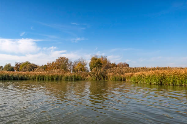 istock lake view and reeds in autumn season. 1367775742