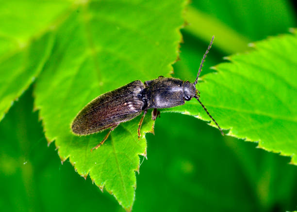 istock A species of nutcracker from the subfamily Dendrometrinae. 1367775911