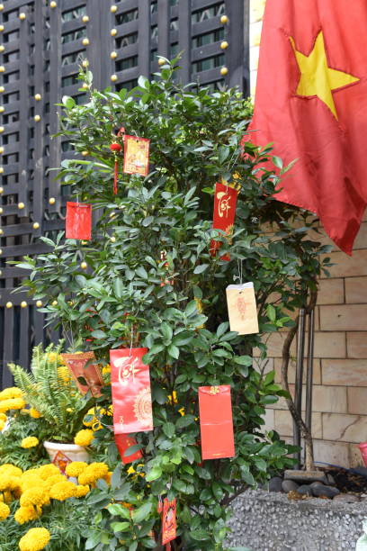 Tet lucky money (li xi) envelopes hanging on small tree with yellow Tet flowers