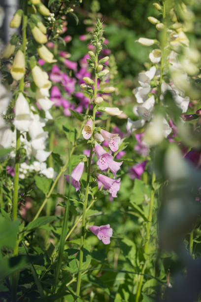 istock pink and white digitalis summer 1367776918
