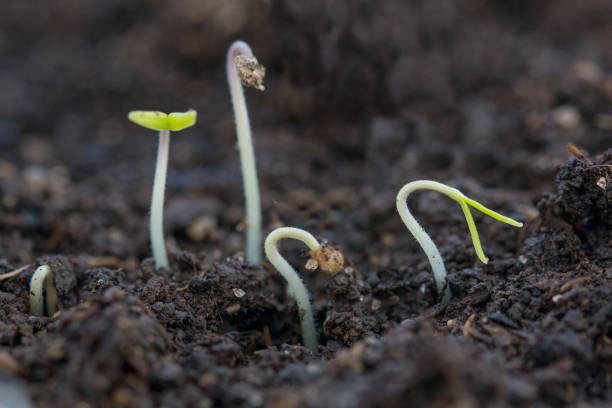 istock small sprouts tomato seedlings gardening 1367776948