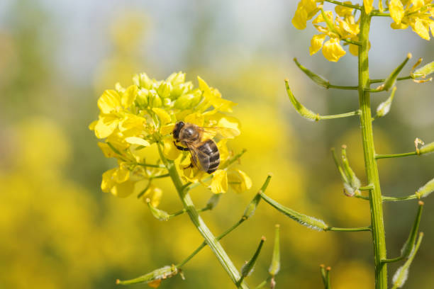 bumblebee collecting pollen on yellow rape flower