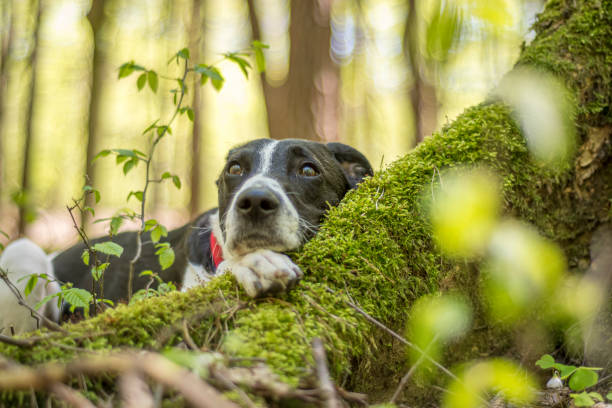 istock Creative dog photosession in the woods 1367777058